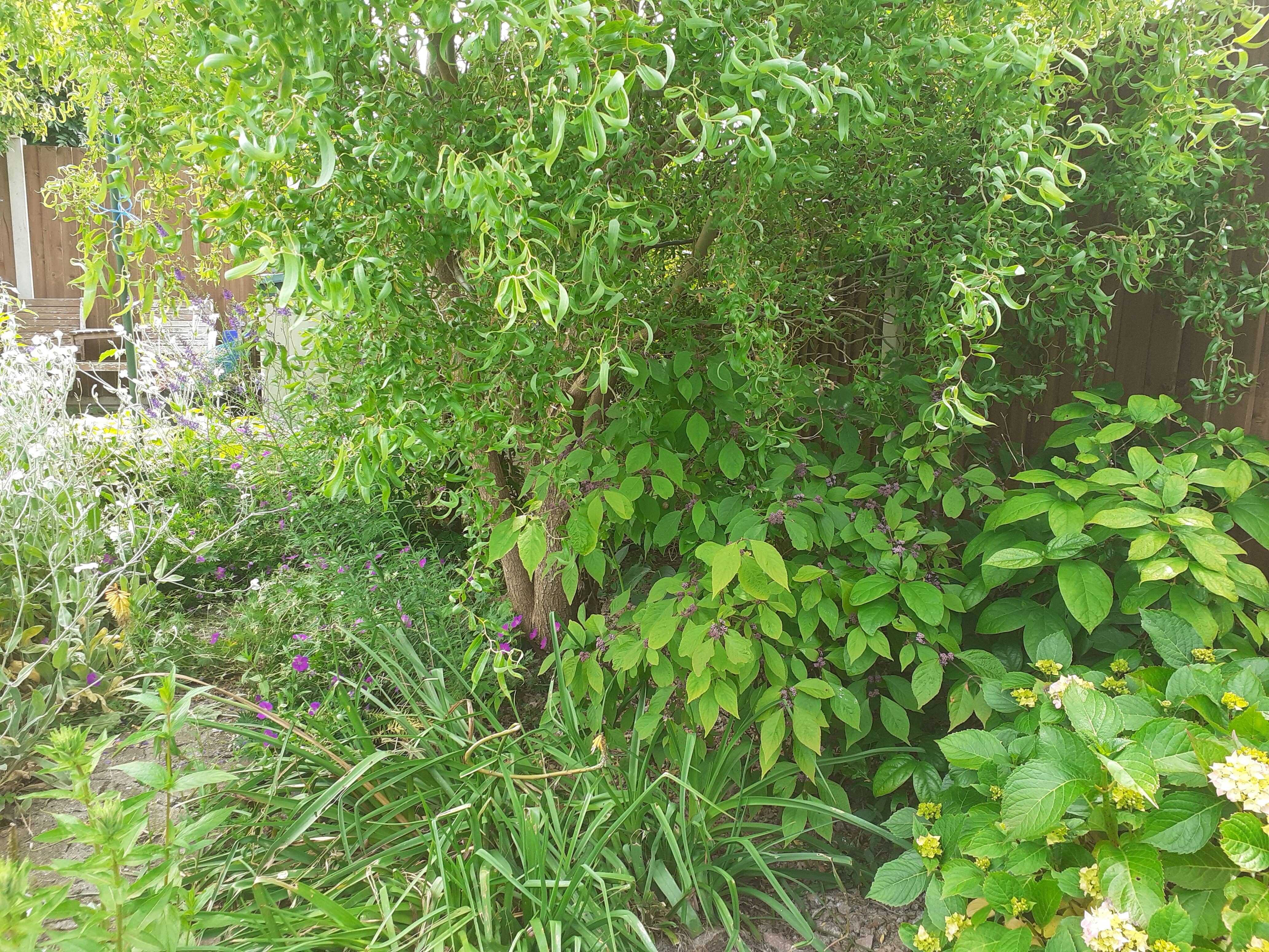 Established contorted willow in finished garden - An established contorted willow featured in the finished garden